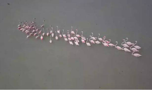 Arin Gölü'nde flamingo şöleni - Resim: 8